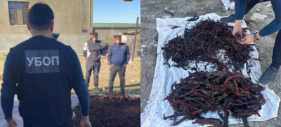 Свыше 3 тысяч корней макротомии незаконно выкопали жители Туркестанской области