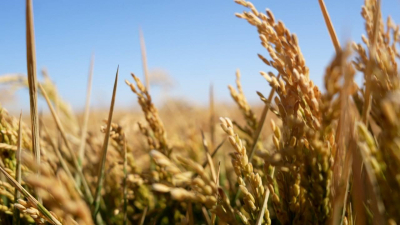 В Кызылординской области началась уборка риса