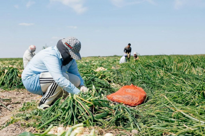 В Атырауской области засеяно более 8 700 гектаров